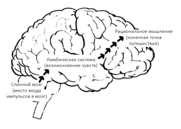 Чувства мозга. Эмоциональный интеллект мозг. Эмоциональный и рациональный мозг. Рациональный мозг. Рисунки эмоциональная и рациональная часть мозга.